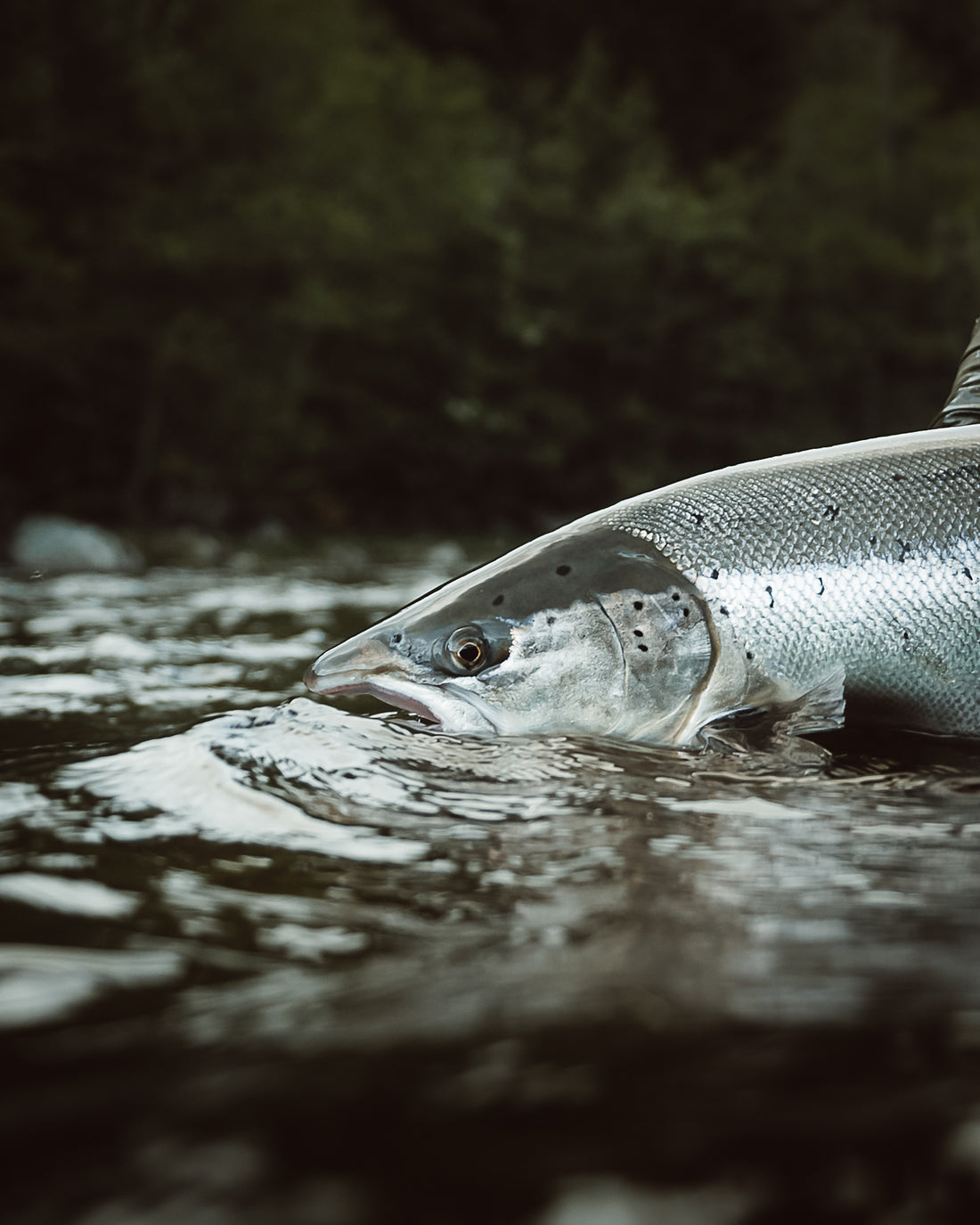 flylordsmag.com/angler-story-of-the-week-norwegian-salmon-rips-centerpin-off-reel/